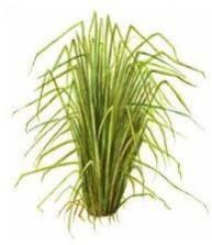 Vetiver Plant