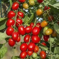 Hybrid Tomato Seed