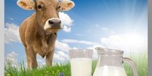 Cow Milk
