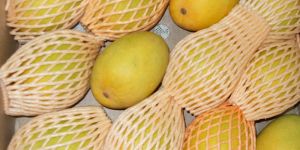 Fresh Fruit - Alphonso Mango