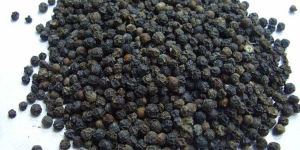 Black Pepper Seeds