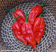 Bhut Jolokia Chilli
