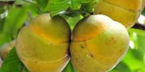 Elephant Apple