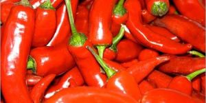 Fresh Red Chilli
