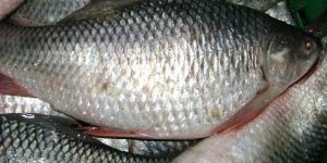 Frozen Rohu Fish