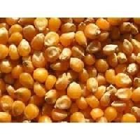 Maize Cattle Feed