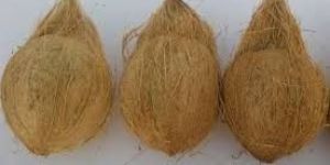 Semi Husked Coconuts