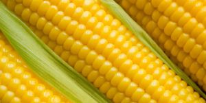 Yellow Corn