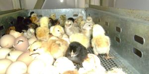 Day Old Baby Chicks