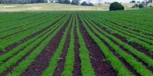Organic Certification