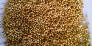 Sorghum