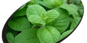 Indian Herbs