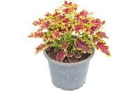 Coleus Plant