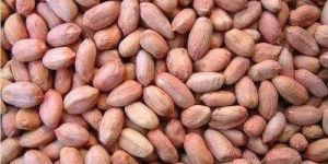 Roasted Peanuts