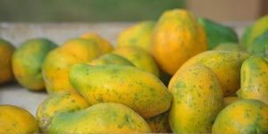 Fresh Papaya