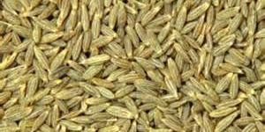 Cumin Seeds