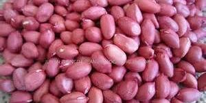 Bold Groundnut Kernels