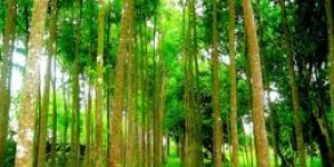 Tree Plantation Services