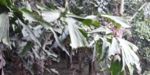 Fishtail Palm Plant