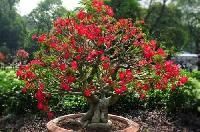 Adenium Plant