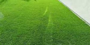 Artificial Grass