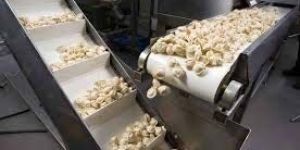 Food Grade Rubber Conveyor Belts