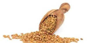 Fenugreek Seed