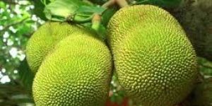 Fresh Jackfruit