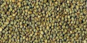 Bajra Seeds
