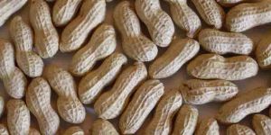 Groundnut