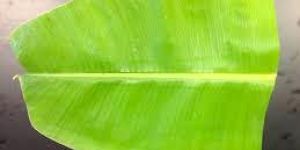 Banana Leaves
