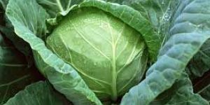 Fresh Cabbage