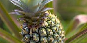 Golden Sweet Pineapple