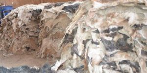 Wet Salted Buffalo Hides