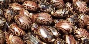 Castor Seeds