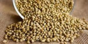 Coriander Seeds