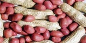 Groundnuts