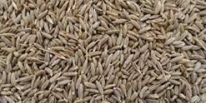 Cumin Seed