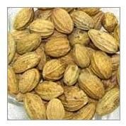 Terminalia Chebula