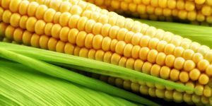 Yellow Maize
