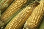 Maize