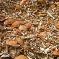 Dried Crab Shell