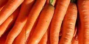 Fresh Carrot