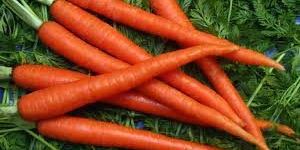 Fresh Carrot