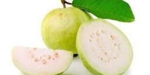 Fresh Guava