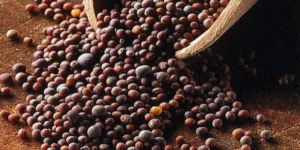 Black Mustard Seeds
