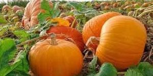 Fresh Pumpkin