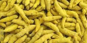 Turmeric Finger