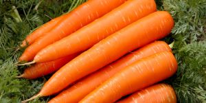 Fresh Carrot
