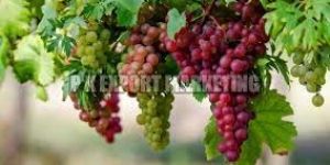 Fresh Grapes